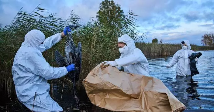 Bird flu hits migrating cranes hard in Germany as the virus flares up