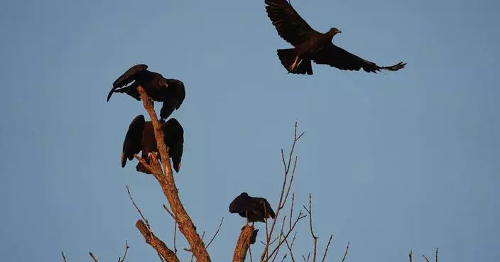 Black vultures attack and kill cattle. Climate change is one reason they’re spreading north