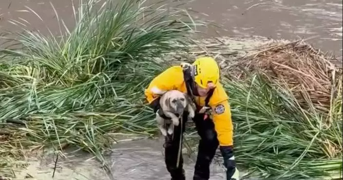 Firefighters rescue stranded pup from rising floodwaters in Southern California