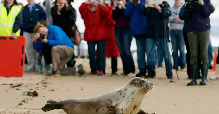 Arctic seals and more than half of bird species are in trouble on latest list of threatened species