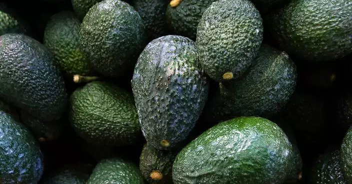 Want to grow an avocado tree from seed? Here’s how