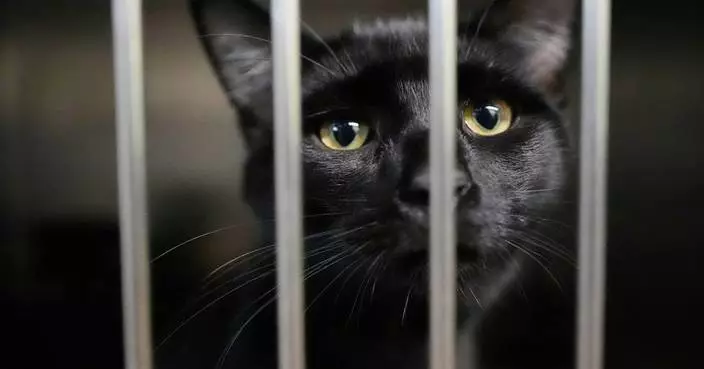 Families on SNAP worry about not just feeding themselves but also their pets