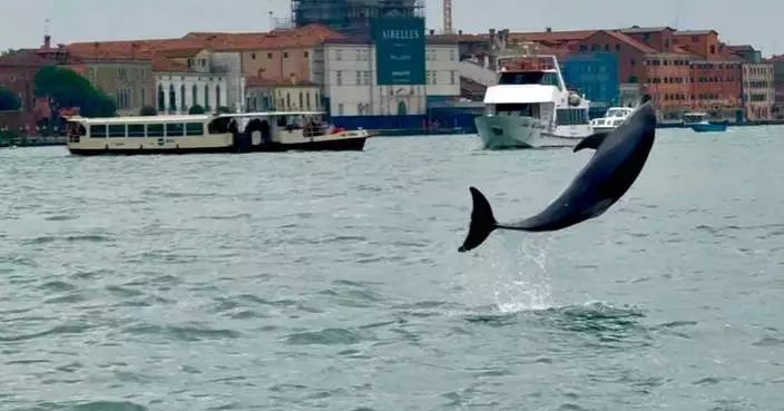 Venice’s newest marvel is a wild, acrobatic dolphin. His refusal to leave puts him in danger