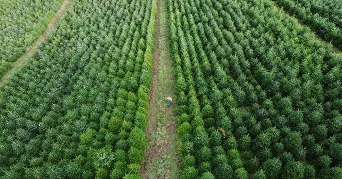 Christmas harvest begins in Germany, where some say decorating trees began