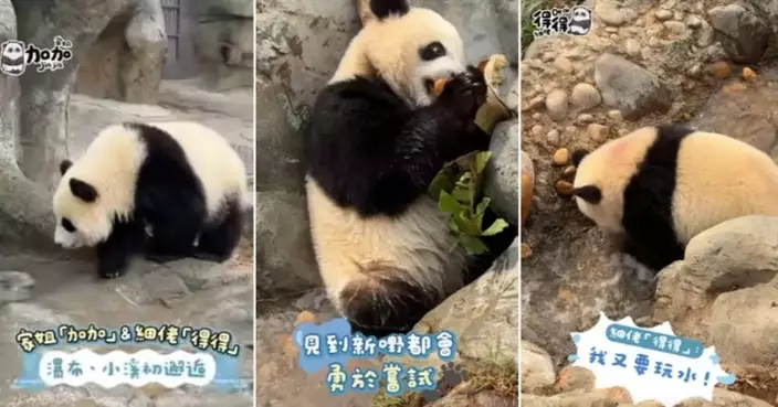 The Giant Panda Siblings Are Off on Their Very First Waterfall and Stream Adventure!