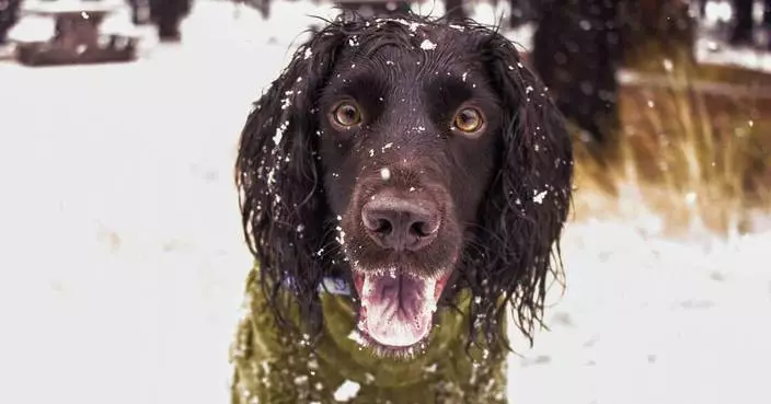 Don't forget pets when preparing for winter's cold. Here's what experts recommend