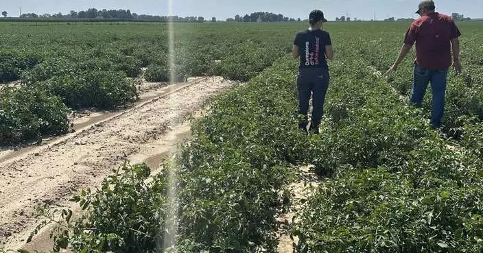 NewLeaf Vegetable Transplant Technology Launches in California