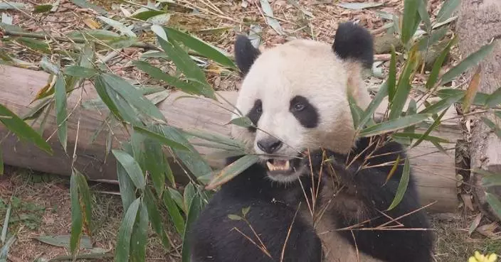 Caretaker shares heartwarming story of panda pairs&#8217; return journey from France