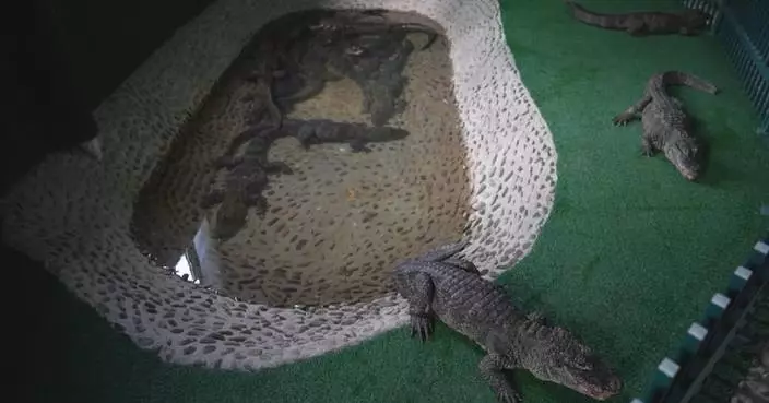East China nature reserve moves Yangtze alligators indoors for winter