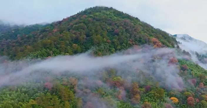 China makes significant progress in wild plant conservation in 2021-2025 period