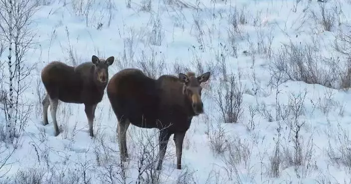 Lynx, moose spotted in Heilongjiang&#8217;s winter forest