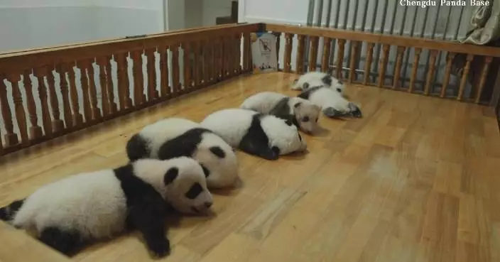 Adorable footage shows giant panda cubs writhing around on bed