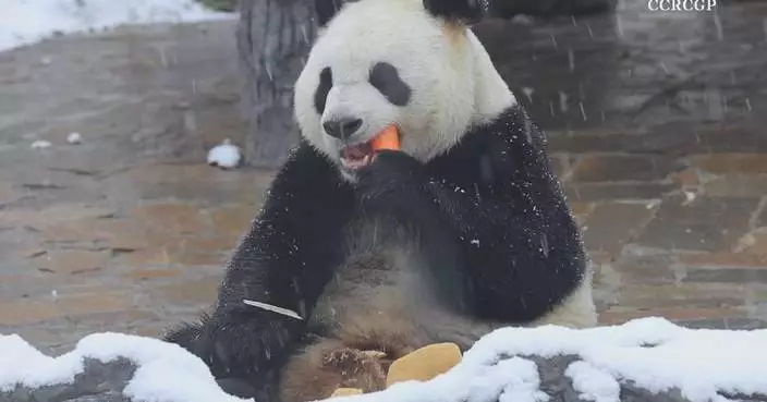 Giant pandas enjoy leisure time at China’s giant panda research center