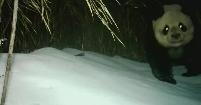 Wild Giant panda mom recorded cuddling cub in southwest China