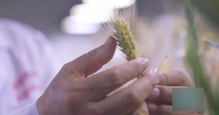 China makes great strides in safeguarding seed security in past five years