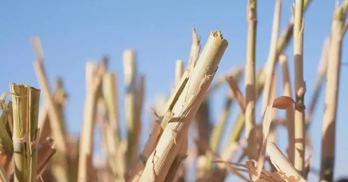 Desert giant reed brings ecological, economic gains in Xinjiang's Tumxuk
