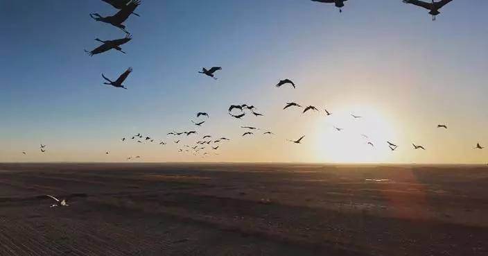 Xinjiang&#8217;s desert-edge farmlands become winter paradise for migratory birds