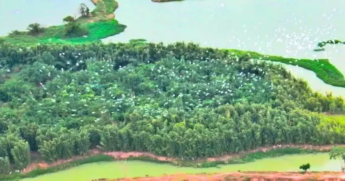 Guangdong promotes bird-friendly netting to protect migratory birds, farm fields