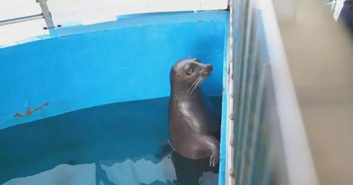 Straying spotted seal pup returns home in good health