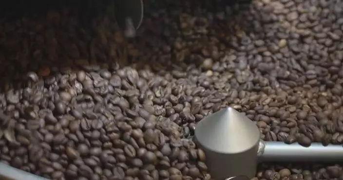 Hainan free trade policies help coffee factory unlock global opportunities