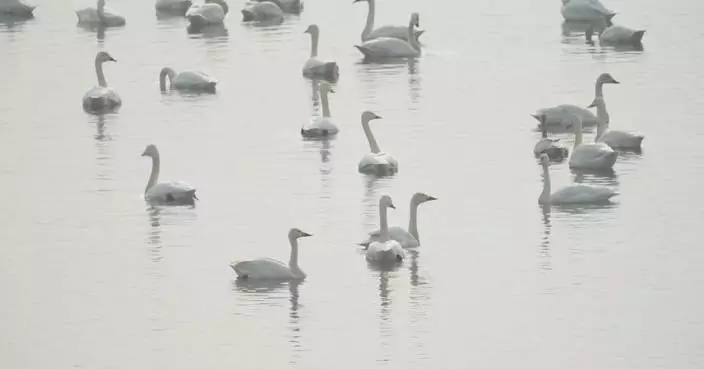 East China county sees arrivals of over 10,000 swans for wintering
