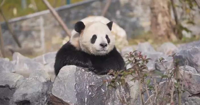 China's new giant panda base holds soft opening ahead of inauguration