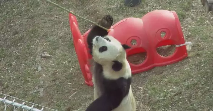 Giant pandas taking winter workouts for better strength in northwest China