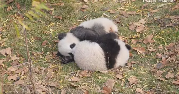 Giant panda cubs seen enjoying boisterous playtime