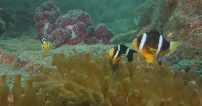 UN agreement on marine biological diversity ensures equitable benefit-sharing of resources: experts