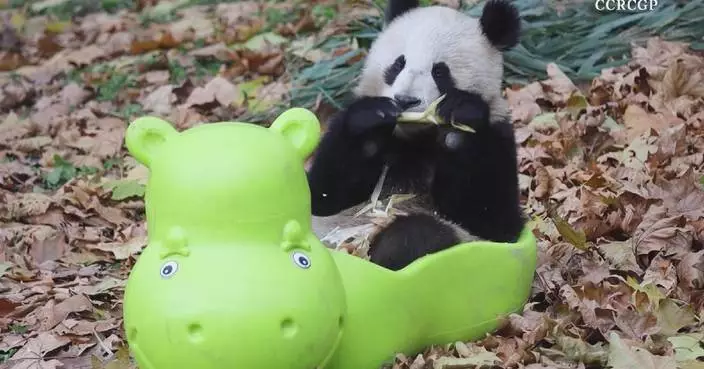 Panda cub enjoys bamboo feast in hippo-shaped tub