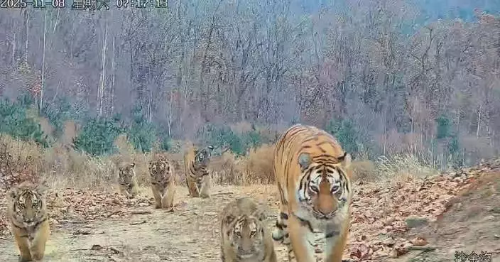 Rare footage of wild tigress with five cubs spotted in Jilin