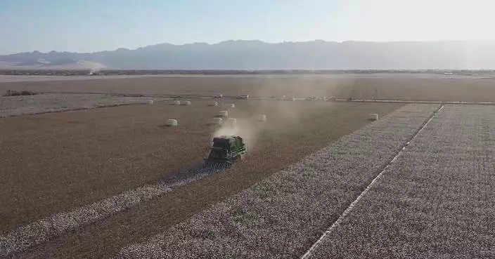 China’s 2025 cotton output jumps by 7.7 pct