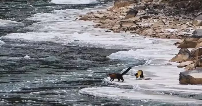 Rarely seen yellow-throated martens caught having fun on camera