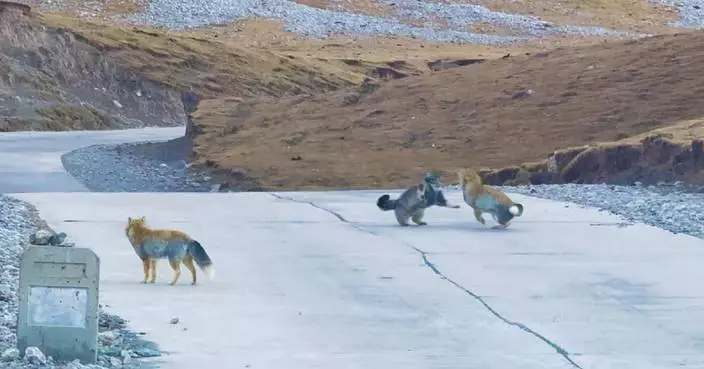 Adorable tussle between protected species caught on camera on Qinghai-Xizang Plateau