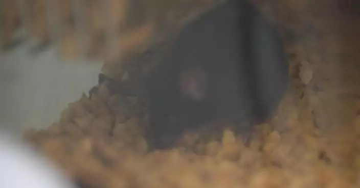 “Mice astronauts” found act differently from earth mice: researchers