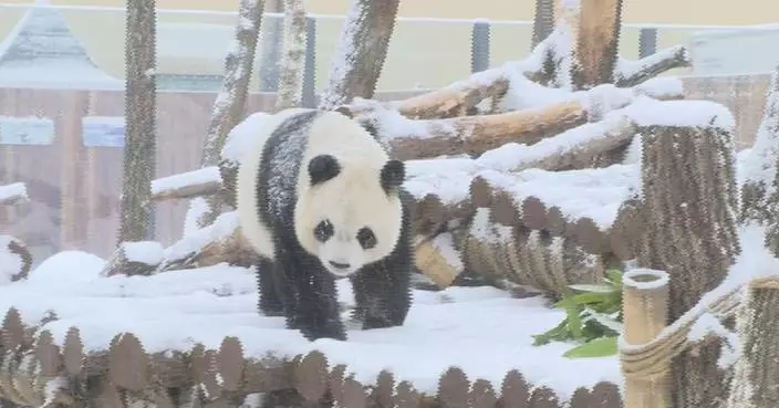 Twin giant pandas play joyfully in snow in NE China