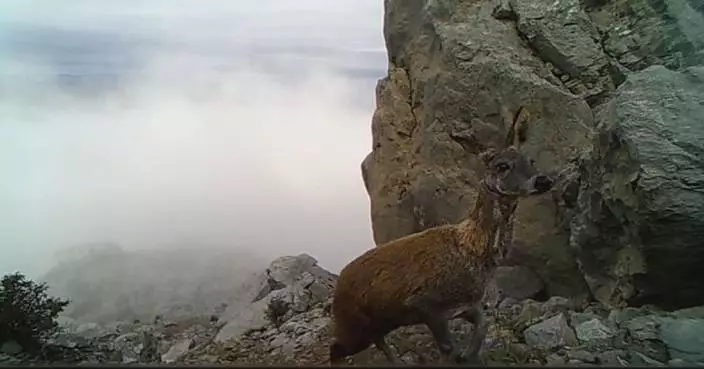 Rare footage of elusive musk deer captured in Sichuan’s panda park