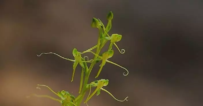 Endangered flower found in China’s Yunnan