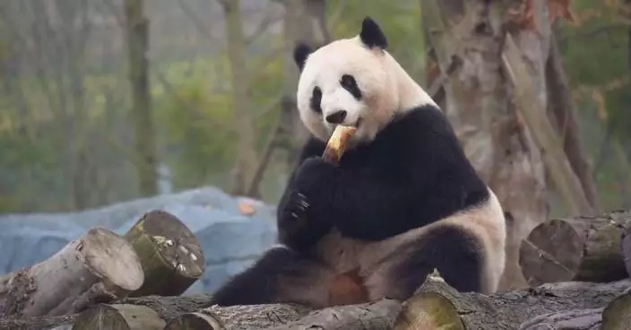 New giant panda base opens to public for trial operations in southwest China’s Sichuan Province