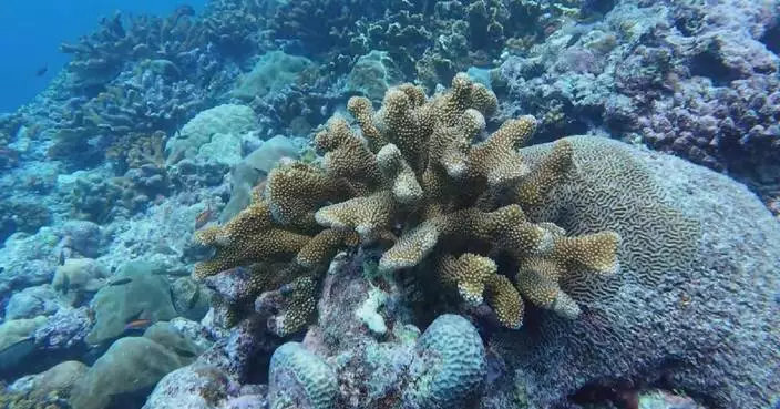 China releases survey report on Huangyan Dao coral reef ecosystem