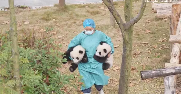 Caretaker carries panda cubs under both arms into sunshine