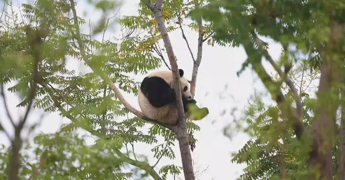 Giant panda cubs enjoy leisurely playtime at Chengdu research base
