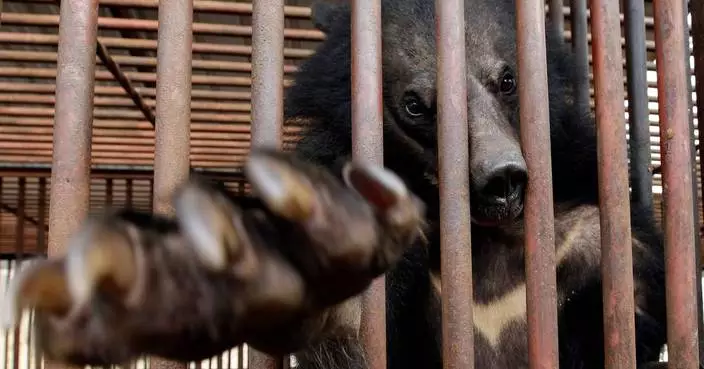 South Korea to end breeding of bears and extraction of their bile