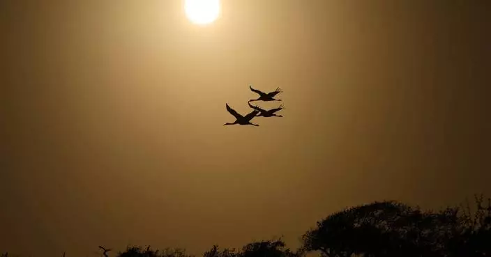 Along the Texas Coast, a new sanctuary aims to protect the endangered and rare whooping crane