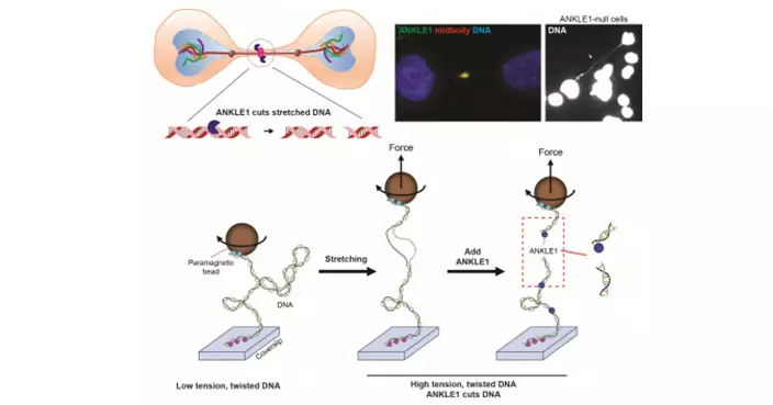 HKU, SZBL Uncover Tension-Sensing DNA Cutter in Humans