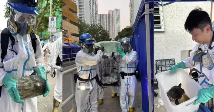 The Police Have Successfully Found More Surviving Animals in Wang Fuk Court