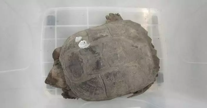 Hong Kong Customs Seizes 42 Endangered Turtles in $420,000 Smuggling Bust at HZMB Bridge