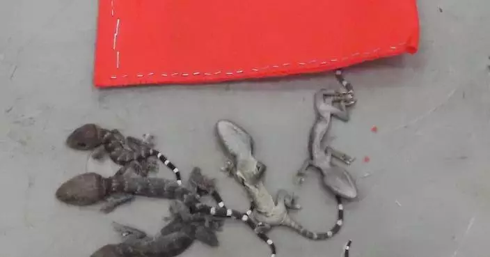 Hong Kong Customs Seizes 34 Endangered Lizards Worth $20,400 at Airport