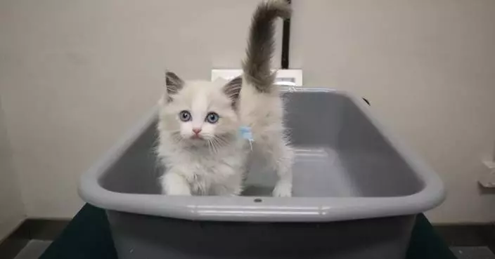 Customs Seizes Illegal Kitten Imported into Hong Kong, Arrests Suspect at Control Point