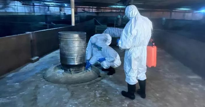 AFCD Culls 978 Pigs After African Swine Fever Detected on Yuen Long Farm